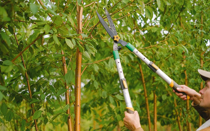 Tree trimming in Clutier, IA